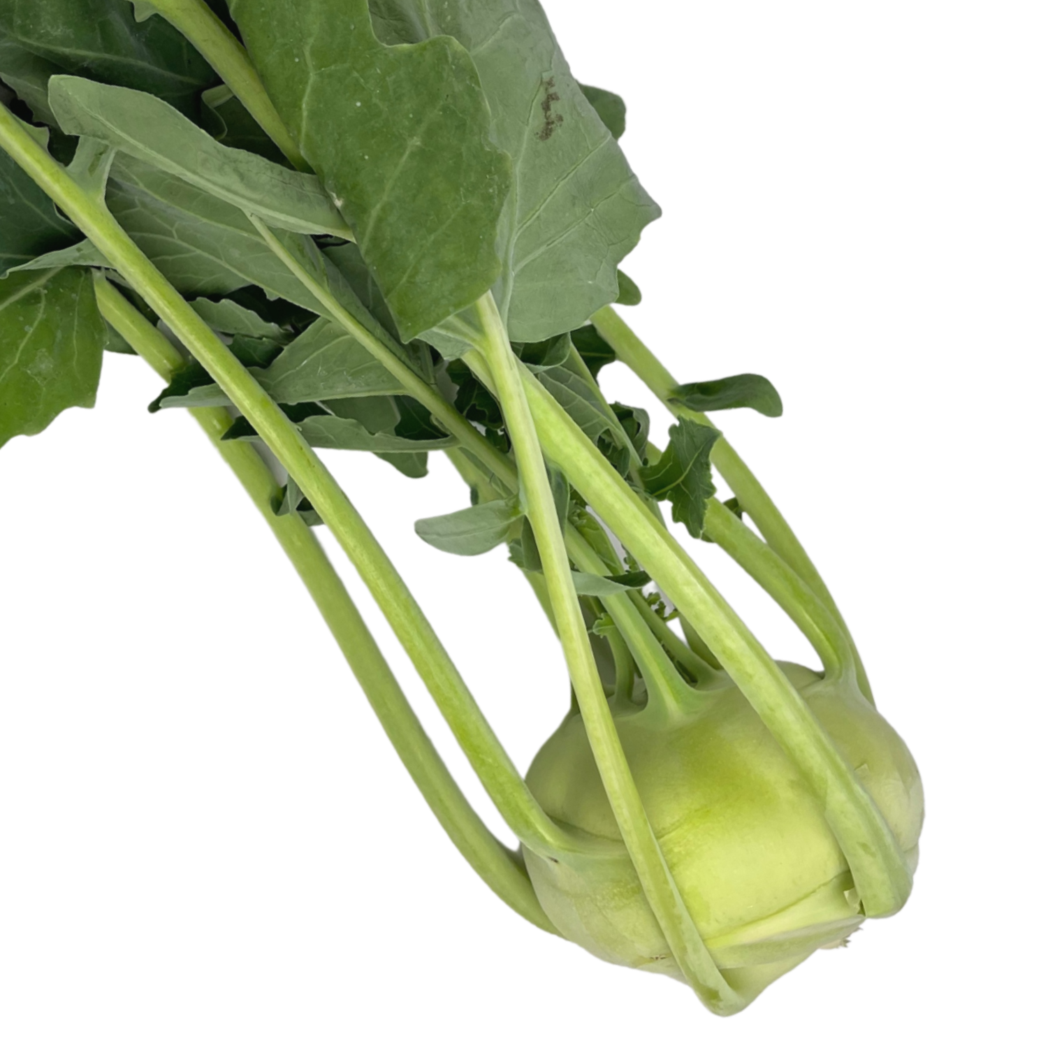 Cavolo Rapa Bio